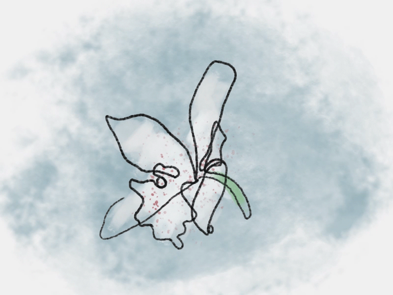 Blind Contour; Rotating Orchid outline blind contour hand drawn motion graphics mograph 2d flower animation