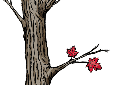 Maple Tree Illustration canada illustration leaf leaves maple maple leaf maple leaves maple tree tree