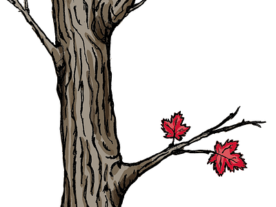 Maple Tree Illustration