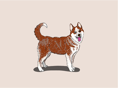 Siberian Husky art dog drawing dogs illustration pet illustration procreate