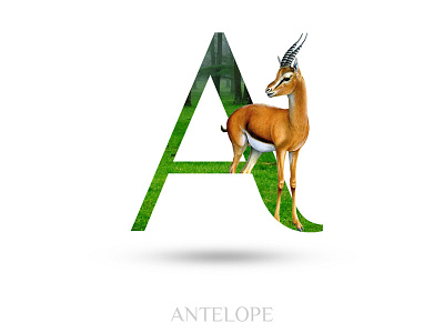 Antelope adobe photoshop alphabate antelope blace wolf creative typography