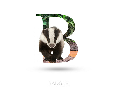Badger adobe photoshop alphabate animal badger blackwolf creative typography