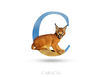 Caracal adobe photoshop alphabate animal black wolf c caracal creative typography