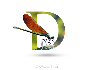 Dragonfly adobe photoshop alphabate black wolf creative d dragonfly typography