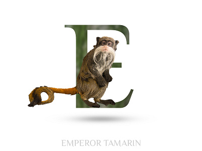 Emperor Tamarin adobe photoshop black wolf creative e emperor emperor tamarin tamarin typography
