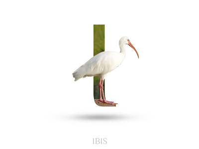Ibis adobe photoshop alphabate black wolf creative i ibis typography