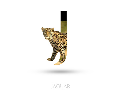 Jaguar adobe photoshop alphabate black wolf creative j jaguar typography