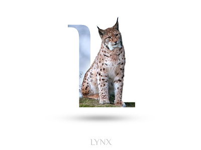 Lynx adobe photoshop alphabate black wolf creative graphics design l lynx typography