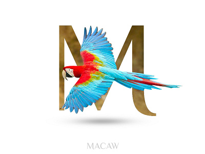 Macaw adobe photoshop alphabate black wolf creative graphics design m macaw typography