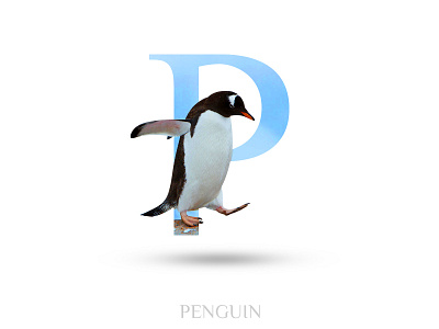 Penguin alphabate black wolf creative graphics design p penguin typography