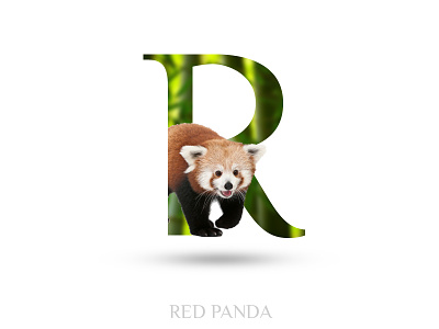 Red Panda alphabate black wolf creative graphics design r red panda typography world read panda day