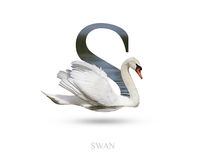 Swan alphabate black wolf creative graphics design s swan typography