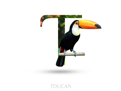 Toucan alphabate black wolf creative graphics design t toucan typography