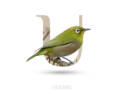 Uguisu alphabate bird black wolf creative graphics design typography u uguisu