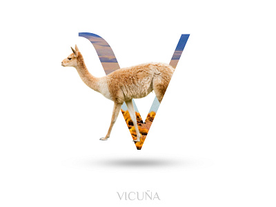 Vicuna alphabate animal behance black wolf creative graphics design typography v vicuna