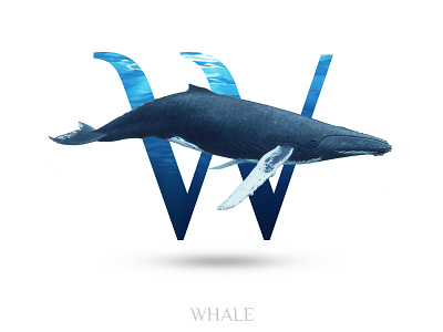 Whale alphabate black wolf creative graphics design typography w whale