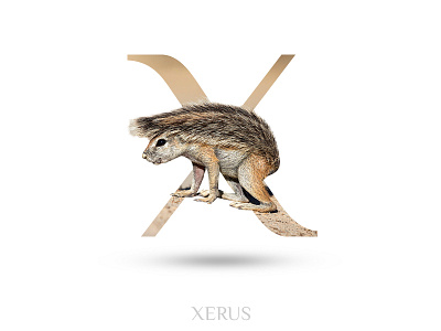 Xerus alphabate black wolf creative graphics design typography x xerus