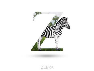Zebra adobe photoshop alphabate animal black white black wolf creative graphics design typography wild animal z zebra