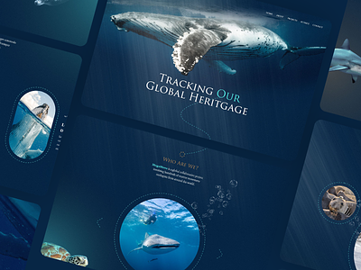 MegaMove animals design desktop marine marine life ui ux web design website
