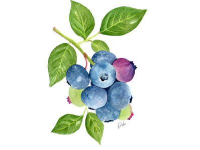 Blueberry Illustration blueberry botanical illustration editorial illustration food illustration food packaging ipad magazine package design painting procreate watercolor