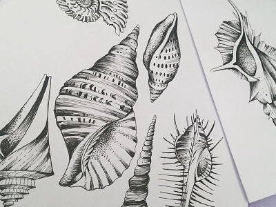 Shells #inspiredbyhaeckel