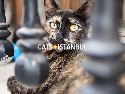 Cats of Istanbul cats fandom folio istanbul photography