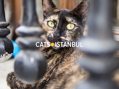 Cats of Istanbul