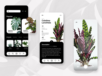 Plant Identifier UI study app mobile mobile design plant ui