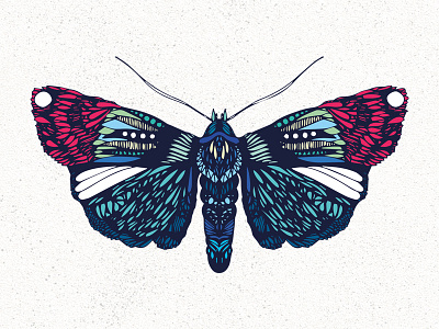 Hawkwing Moth animals art design illustration moth
