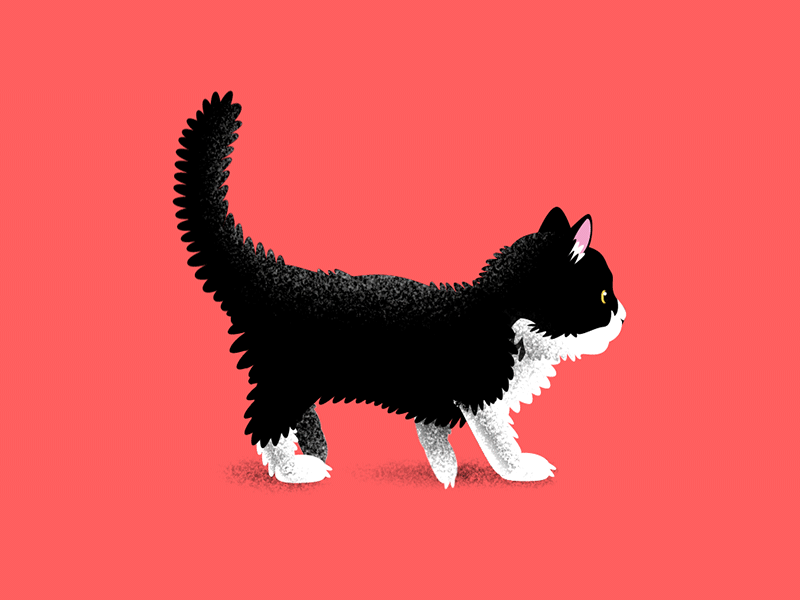 Catwalk 12fps 4 legged after effects animation cat cycle fluffy illustration illustrator kitten mittens mograph motion motion design munchkin sweet walk