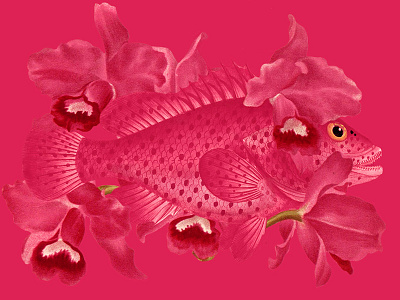 Magenta collage fish flowers magenta