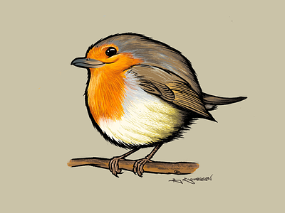 Robin bird birds british illustration ipad procreate robin