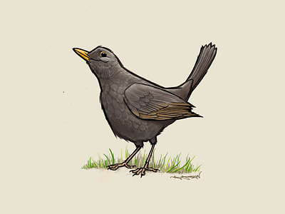 Blackbird bird birds blackbird british illustration ipad procreate uk