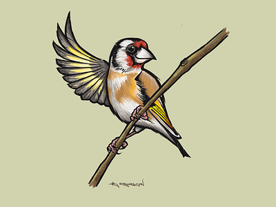 Goldfinch bird birds british goldfinch illustration ipad procreate uk