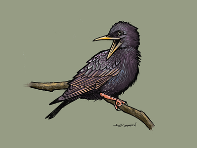 Starling bird birds british illustration ipad procreate starling uk