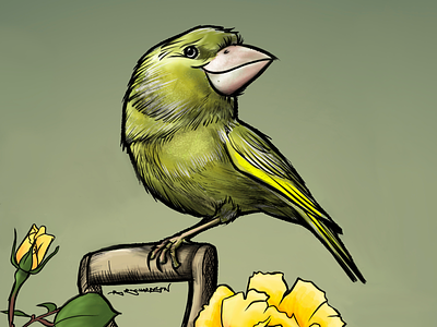 Greenfinch bird birds greenfinch illustration procreate ipad