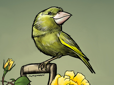 Greenfinch