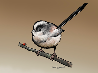Long-tailed tit bird birds british illustration ipad long-tailed tit procreate