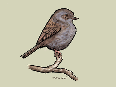 Dunnock bird birds digitalart dunnock illustration ipad procreate