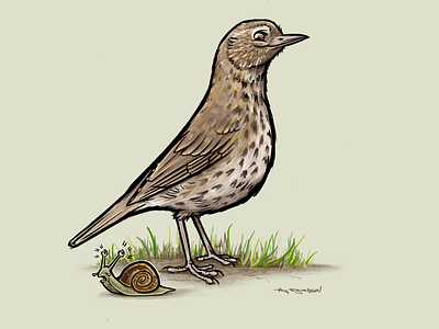 Song Thrush illustration bird birds british bruces art digitalart illustration procreate song thrush uk