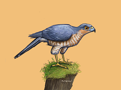 Sparrowhawk bird digital art hawk illustration procreate raptor sparrowhawk