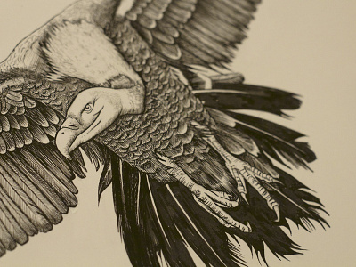 Vulture bird character dip pen flight illustration ink inktober inktober2016 vulture