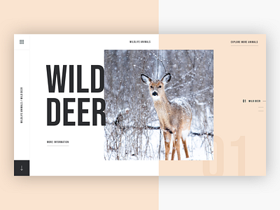🦌 Wildlife Animals - Wild Deer