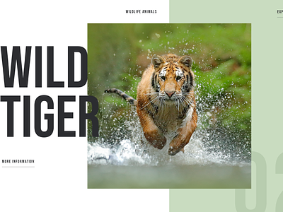 🐅 Wildlife Animals - Wild Tiger by Ruben Vaalt on Dribbble
