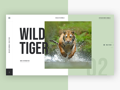 🐅 Wildlife Animals - Wild Tiger
