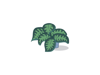 House plant