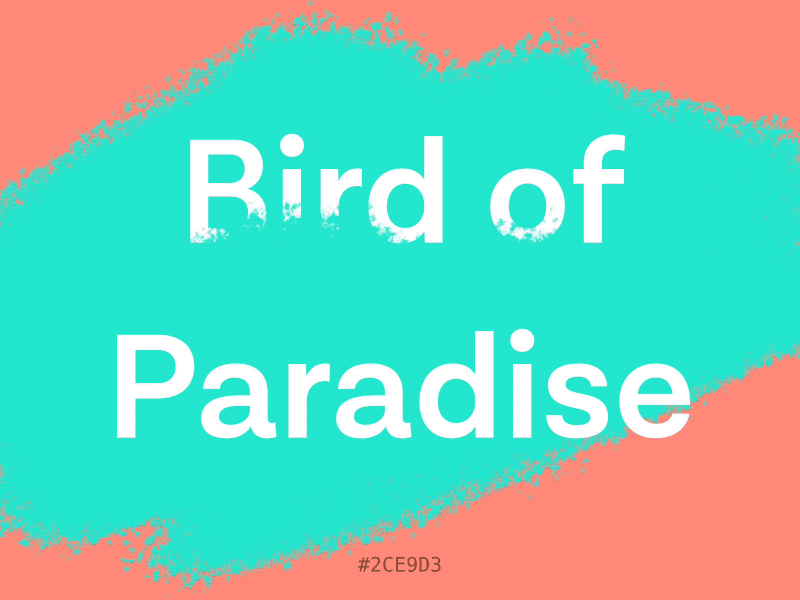 Colorful birds 🕊 bird of paradise birds color colour flamingo hex steven seagull tucan woodnymph