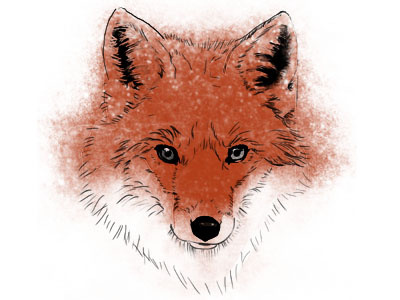 Fox Merlot Illustration blurry fox illustration label outside the lines pen splotch watercolor wine