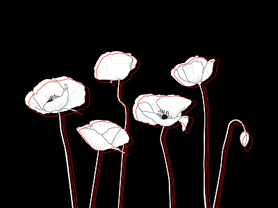 Poppies illustration line art vector