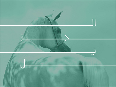 AL JAZEEL ARABIANS art calligraphy calligraphy and lettering artist calligraphy artist horse logo illustration qatar typography